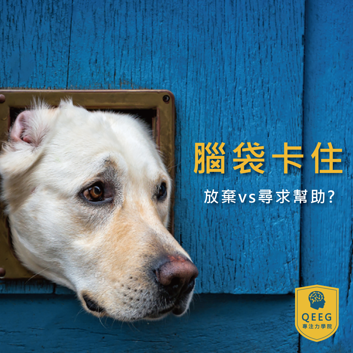 能力天生註定迷思破解！大腦經過訓練後有無限可能｜QEEG專注力學院